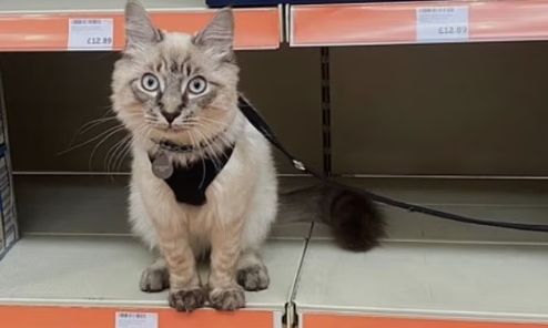 Γάτα μπελάς: Ο τριχωτός «μετρ των αποδράσεων» - Κοστίζει μια περιουσία κάθε φορά που το σκάει