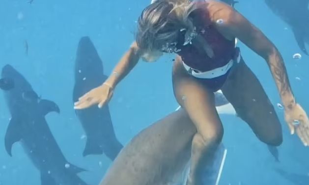 Τρομακτικό βίντεο: Όταν κολυμπάς με 50 καρχαρίες, κάτι θα πάει στραβά