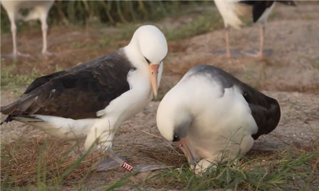 Το γηραιότερο πουλί στον κόσμο γέννησε σε ηλικία 74 ετών