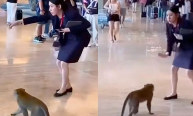 Ξεκαρδιστικό περιστατικό σε αεροδρόμιο: Μαϊμού έκανε... «ντου» και σκόρπισε πανικό