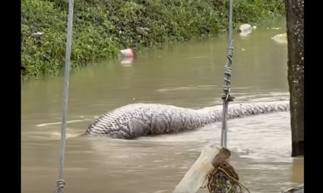 Ταϊλάνδη: Καταγράφηκε σε βίντεο το μεγαλύτερο φίδι του κόσμου - Και δεν είναι ανακόντα