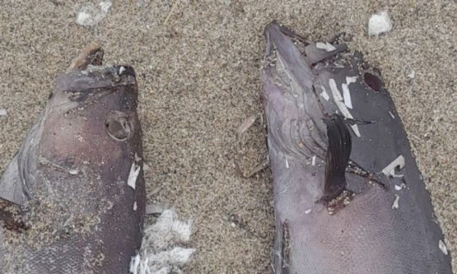 Ξεβράστηκαν νεκρά ψάρια χωρίς μάτια στα Χανιά - Ανήσυχοι οι επιστήμονες (video)