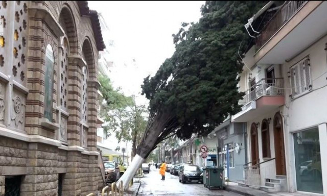 Θεσσαλονίκη: Πεσμένο δέντρο «σκεπάζει» πολυκατοικία για πέντε ολόκληρες μέρες