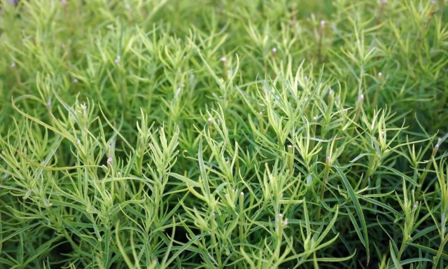 Εστραγκόν: Το βότανο κατά της δυσπεψίας και της μυκητίασης