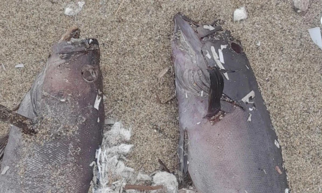 Γιατί ξεβράζονται εδώ και μήνες νεκρά ψάρια στην Κρήτη- ο δολοφονικός ιός που τα προσβάλλει