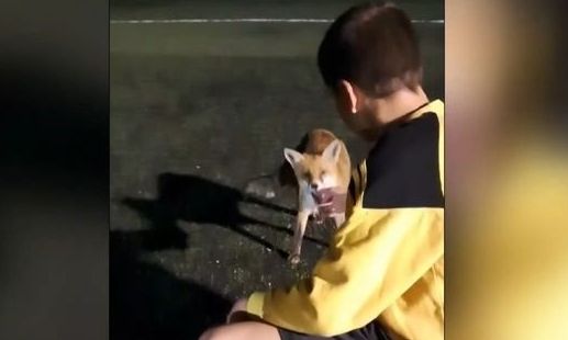 Πάτρα: Αλεπού πήγε για... μπάλα σε γήπεδο ποδοσφαίρου