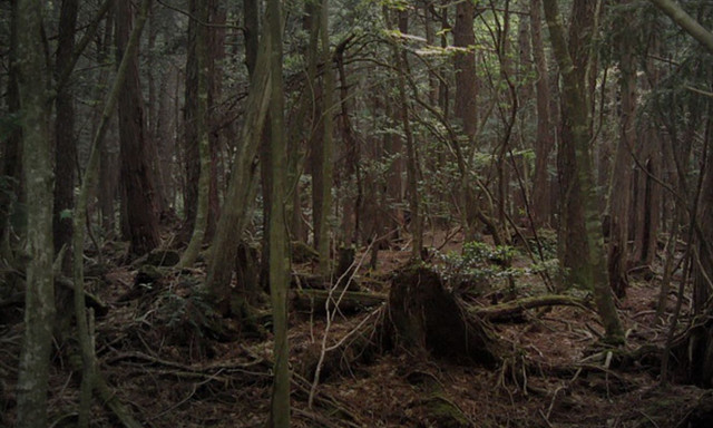 Ρουμανία: Το «πιο στοιχειωμένο δάσος του κόσμου» - Η σύγκριση με το Τρίγωνο των Βερμούδων