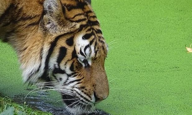 Ρουμανία: Τίγρης σκότωσε φύλακα ζωολογικού κήπου