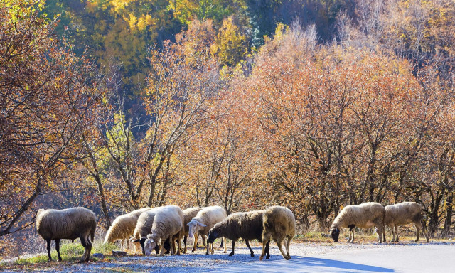Δεύτερο «κύμα» αποζημιώσεων σε κτηνοτρόφους για πανώλη κι ευλογιά