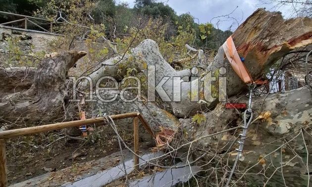 Παρ’ ολίγον τραγωδία στο Ηράκλειο: Αποκολλήθηκε τμήμα από τον ιστορικό πλάτανο στο Κράσι