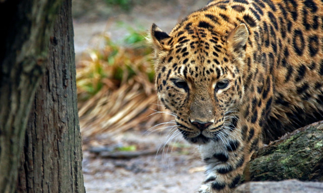 Ινδία: Ανθρωποφάγος λεοπάρδαλη κατασπάραξε δίχρονο που έπαιζε στον κήπο