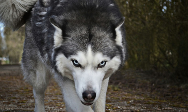 Επιδρομή λύκων στον Σχίνο Λουτρακίου – Κατασπαράζουν αδέσποτα ζώα