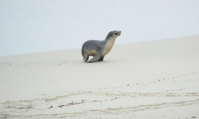 Αγγλία: Αυξήθηκαν οι νεογέννητες φώκιες χάρη στην έλλειψη ανθρώπινης ενόχλησης