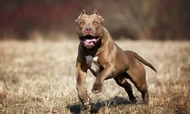 Άγιος Στέφανος: Πιτ μπουλ επιτέθηκε και δάγκωσε στο πρόσωπο γυναίκα με αναπηρία