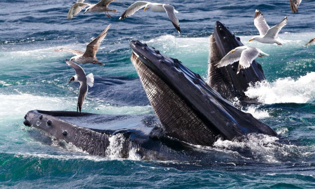 Φάλαινα έκανε τον γύρο του κόσμου για να ζευγαρώσει - Έφυγε από την Κολομβία και έφτασε στην Αφρική
