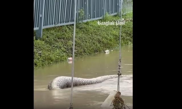 Tαϊλάνδη: Πύθωνας 6 μέτρων με φουσκωμένη κοιλιά σε πλημμυρισμένους δρόμους
