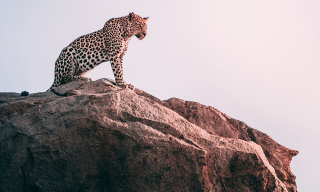 Ο πληθυσμός της λεοπάρδαλης έχει… τριπλασιαστεί