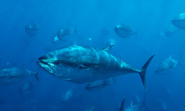 Το ακριβότερο ψάρι στον κόσμο απειλείται από την κλιματική αλλαγή