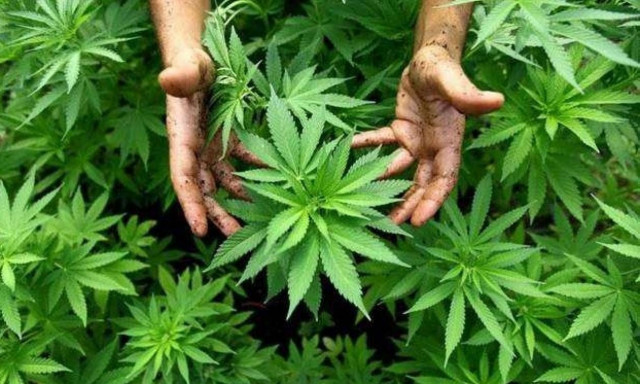 Ποια φυτά πρέπει να κλαδέψετε και πώς μέχρι να αρχίσουν τα χιόνια