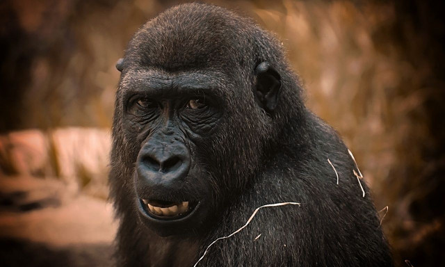 Άνθρωποι και πίθηκοι: Οι διαφορές και οι ομοιότητές μας - Τι μας ξεχωρίζει από τα υπόλοιπα ζώα