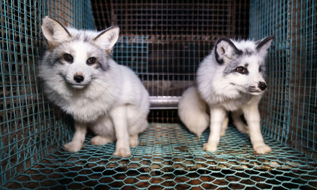 Φινλανδία: Ακτιβιστές δημοσίευσαν φωτογραφίες αλεπούδων σε εκτροφεία γούνας