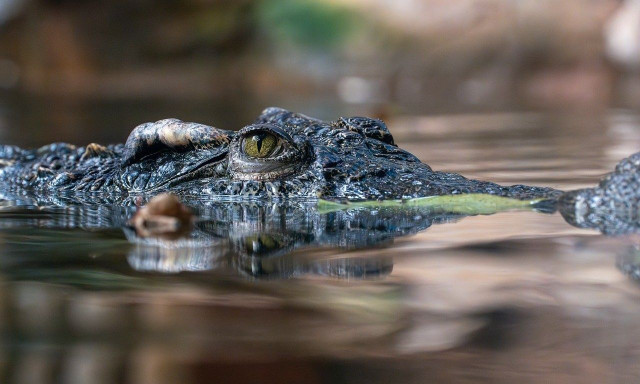 Ζωολογικός κήπος δέχεται δημόσια «κατακραυγή» για την σοκαριστική εικόνας ένος κροκοδείλου