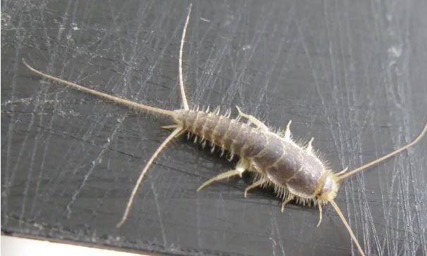 Τι σημαίνει για το σπίτι σας αν δείτε ασημένιο ψάρι - Είναι επικίνδυνο;