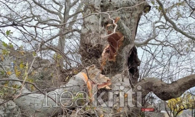 Αναστάτωση στην Κρήτη: Ζημιά σε πλάτανο 2.400 ετών - Είχε εμπνεύσει και τον Καζαντζάκη