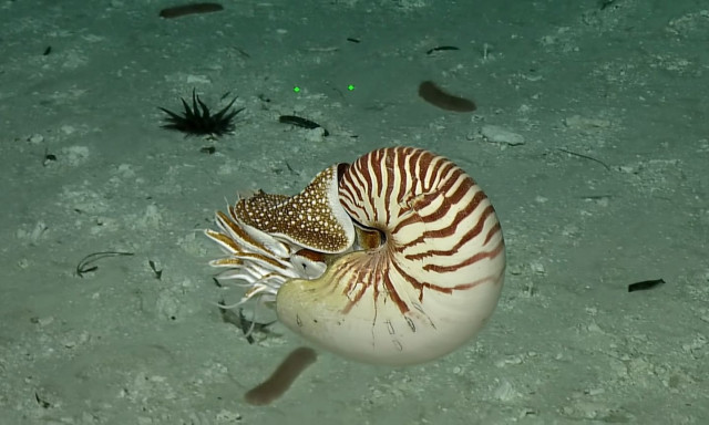 Πρωτόγονο πλάσμα ανακάλυψαν οι επιστήμονες - «Έχει αλλάξει ελάχιστα από την εποχή των δεινοσαύρων»