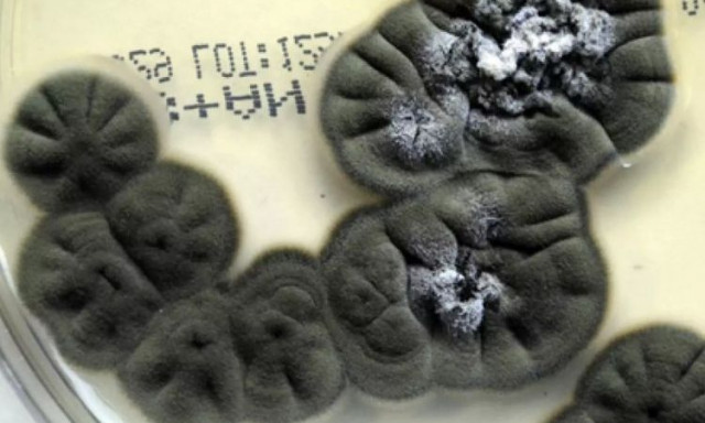 Εξαιρετικά ανθεκτικά είδη στο Τσέρνομπιλ μεταλλάσσονται για να «τρέφονται» με πυρηνική ακτινοβολία