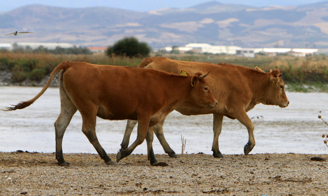 Χειροπέδες σε τρεις άνδρες που σκότωσαν μοσχάρι στην Εύβοια