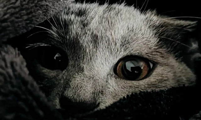 Είναι οι γάτες εξυπνότερες από τα μωρά;