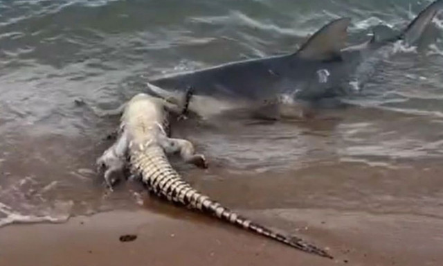 Το video της χρονιάς: Καρχαρίας βγαίνει στην παραλία για να φάει.... κροκόδειλο!