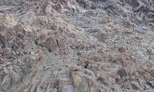 Τεστ: Βρείτε τη λεοπάρδαλη του χιονιού που κρύβεται στο βουνό