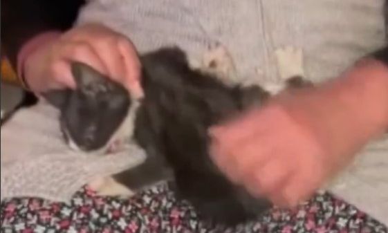 Ηλικιωμένη έσωσε γατάκι που είχε εγκλωβιστεί στη μηχανή αυτοκινήτου