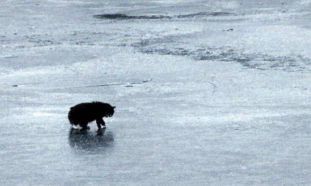 Tυφλή ηλικιωμένη γάτα έπεσε σε παγωμένη λίμνη - Την έσωσαν οικοδόμοι
