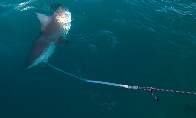 Tο DNA του αρχαιότερου καρχαρία στον κόσμο κρύβει το κλειδί για τη μακροζωία