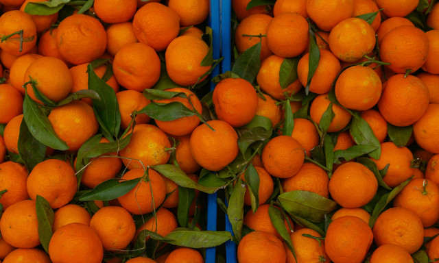 Εμπάργκο από χώρες της Ευρώπης στα αλβανικά μανταρίνια