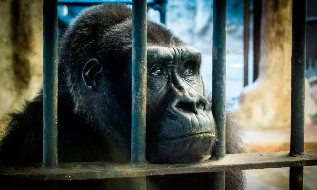 Η θλιβερή ιστορία του «πιο μοναχικού γορίλα στον κόσμο» - Είναι 41 χρόνια αιχμάλωτος