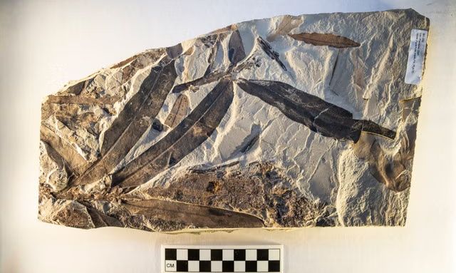 Επιστημονική ανακάλυψη: To παράξενο «εξωγήινο φυτό» που δεν ανήκει σε κανένα γνωστό είδος