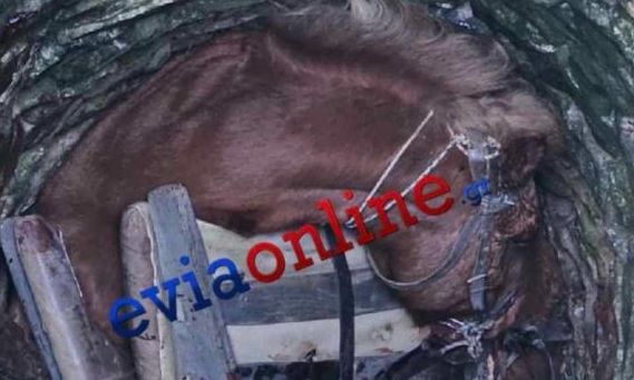 Εύβοια: Άλογο έπεσε σε πηγάδι 6 μέτρων - Απεγκλωβίστηκε με συνδρομή της Πυροσβεστικής