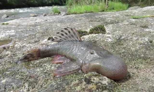 Περού: Ανακαλύφθηκαν 27 νέα είδη ζώων - Το «ψάρι με άμορφο κεφάλι» και ο αμφίβιος ποντικός