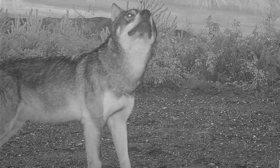 Πεινασμένοι λύκοι «επισκέπτονται» χωριά του Ταΰγετου – Δείτε εικόνες