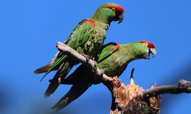 Μεξικό: Αυξήθηκαν οι παπαγάλοι που απειλούνταν με εξαφάνιση - Πετούν ελεύθεροι
