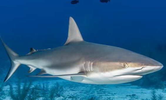 Καρχαρίας... ξεκλειδώνει το μυστικό της μακροζωίας του ανθρώπου - Μπορεί να ζήσει 500 χρόνια