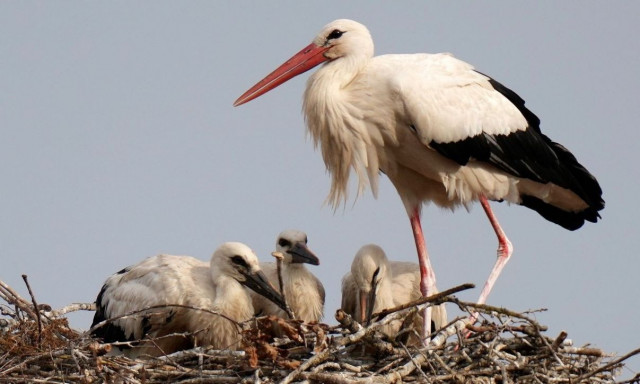 Αισιόδοξα νέα για τους λευκούς πελαργούς στη Βουλγαρία - Αυξήθηκε ο πληθυσμός τους