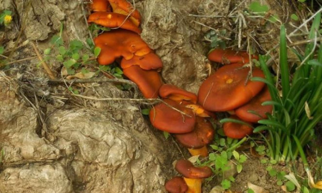 Συναγερμός στην Κρήτη: Το μανιτάρι που μοιάζει φαγώσιμο αλλά είναι τοξικό