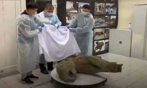 Μικρό μαμούθ βρέθηκε άθικτο στη Σιβηρία - Αναδύθηκε από λιωμένο παγετώνα 50.000 ετών