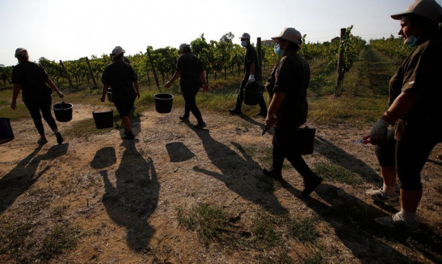 Το σκοτεινό μυστικό της σαμπάνιας: Πεινασμένοι, εξαθλιωμένοι άστεγοι μαζεύουν τα σταφύλια