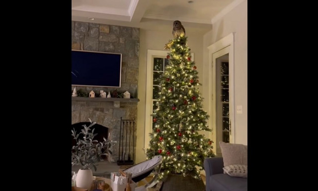 Το καλύτερο... στολίδι στην κορυφή του χριστουγεννιάτικου δένδρου: Πού κάθισε η άγρια κουκουβάγια